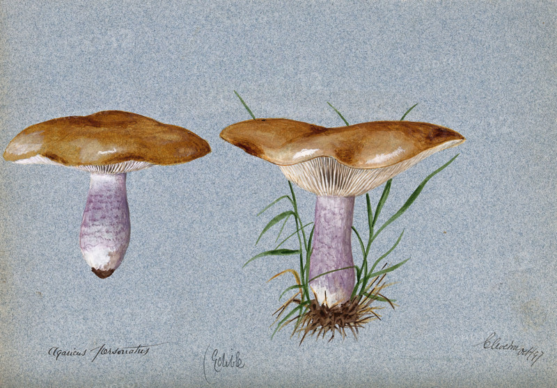 Blewit fungus (Lepista saeva): two fruiting bodies, 1897. Creator: Unknown.