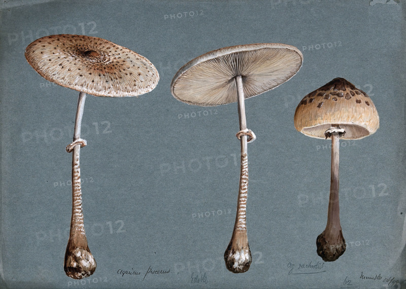 Two parasol mushrooms (Lepiota procera) and a shaggy parasol mushroom (Lepiota rhacodes), 1898. Creator: Unknown.