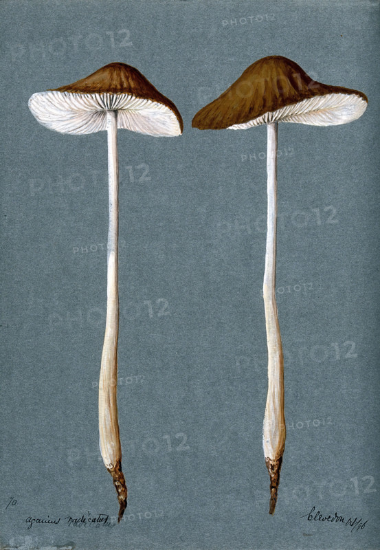 A fungus (Agaricus radicatus?): two fruiting bodies, 1896. Creator: Unknown.