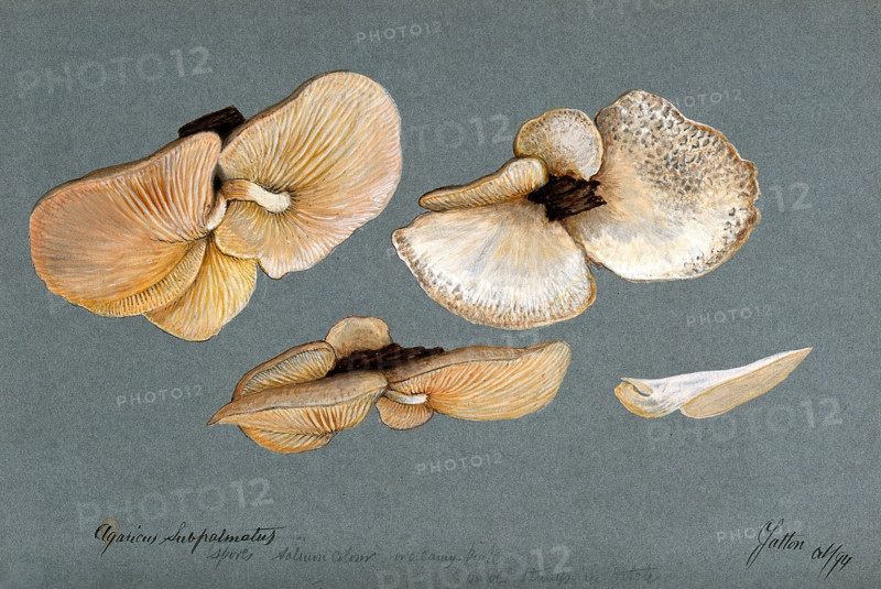 A fungus (Agaricus subpalmatus?): groups of fruiting bodies on wood, 1894. Creator: Unknown.