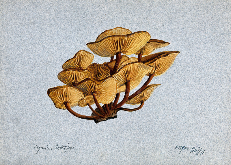 Velvet shank fungus (Flammulina velutipes) growing on wood, 1893. Creator: Unknown.
