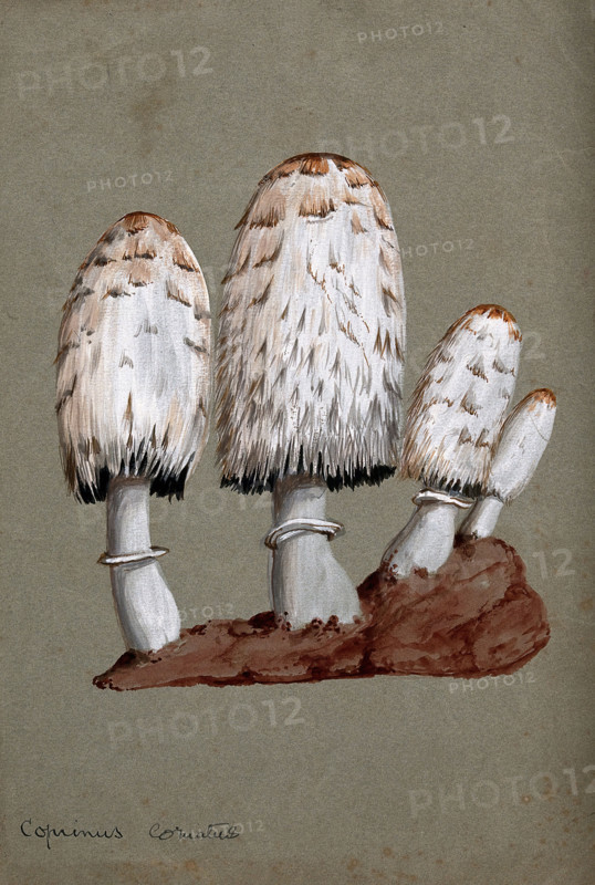 Shaggy ink cap or lawyer's wig fungus (Coprinus comatus): fruiting bodies on soil, c1890s. Creator: Unknown.