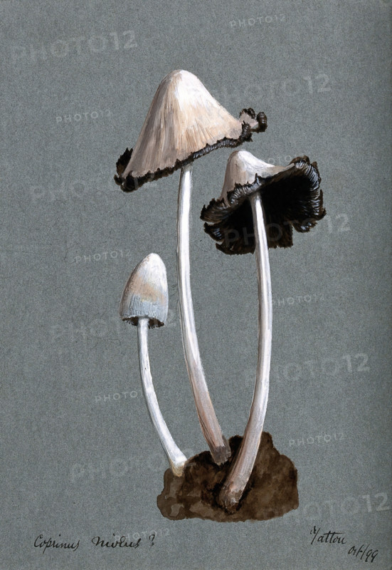 A fungus (Coprinus niveus): three fruiting bodies, 1899. Creator: Unknown.