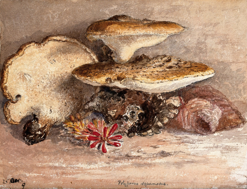 A bracket fungus (Polyporus squamosus): group of fruiting bodies. Creator: Unknown.