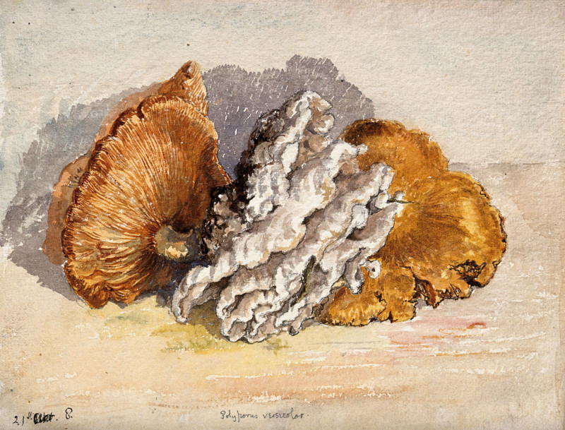 A bracket fungus (Coriolus versicolor): group of fruiting bodies. Creator: Unknown.