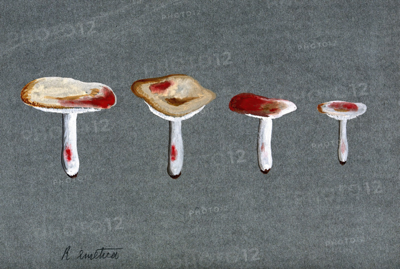 The sickener fungus (Russula emetica): four fruiting bodies. Creator: Unknown.