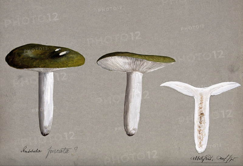 A fungus (Russula species): three fruiting bodies, one sectioned, 1895. Creator: Unknown.