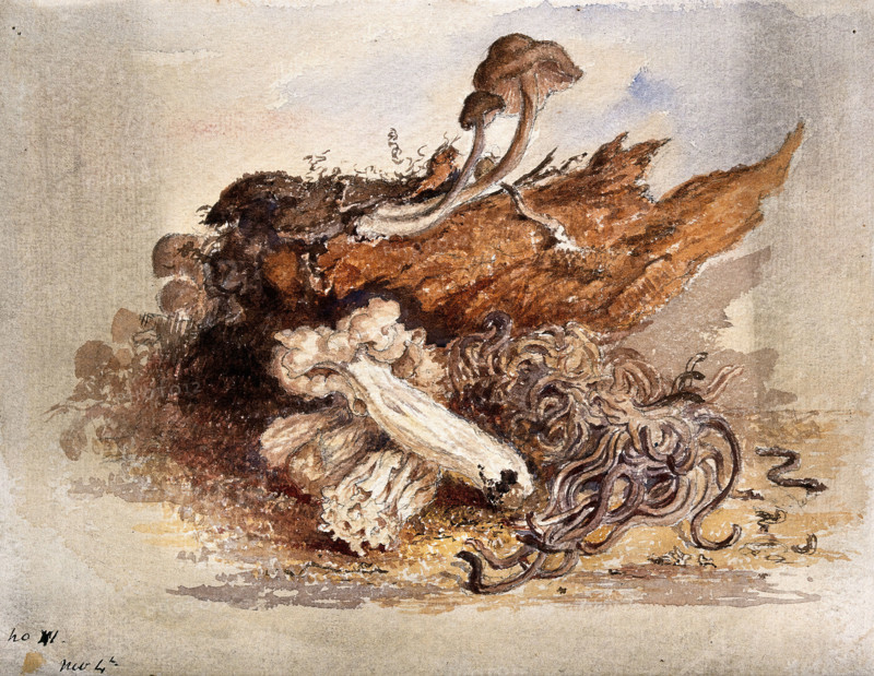 A group of fungi, possibly including Clavaria and Agaricus species, c19th century. Creator: Unknown.