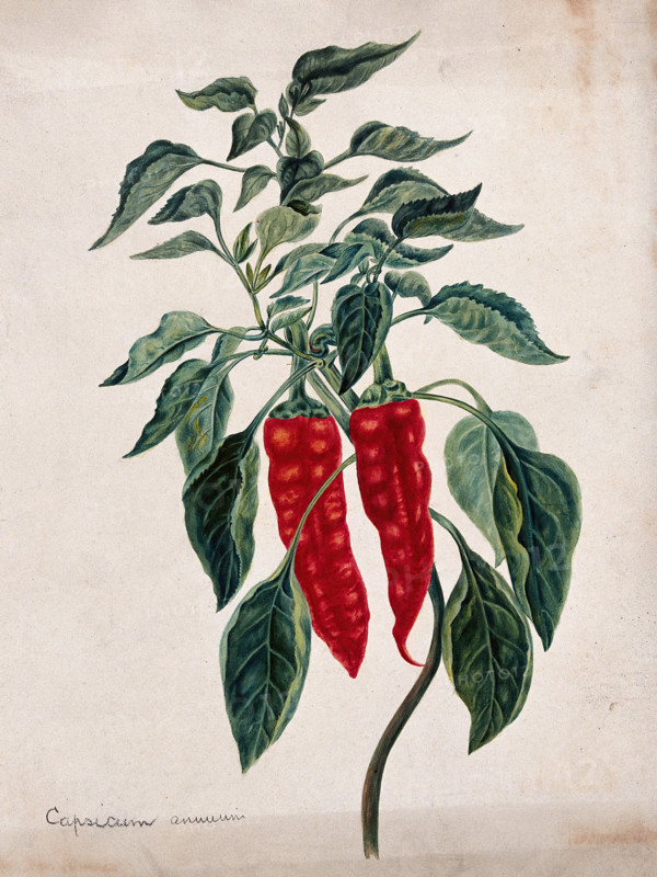 Chilli or pepper plant (Capsicum annuum): fruiting stem. Creator: Unknown.