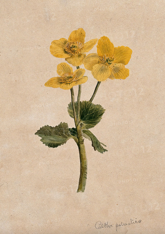 Marsh marigold or kingcups (Caltha palustris): flowering stem. Creator: Unknown.