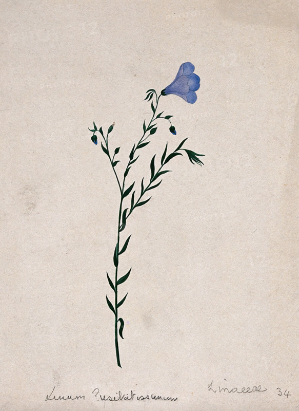 Flax plant (Linum species): flowering stem. Creator: Unknown.