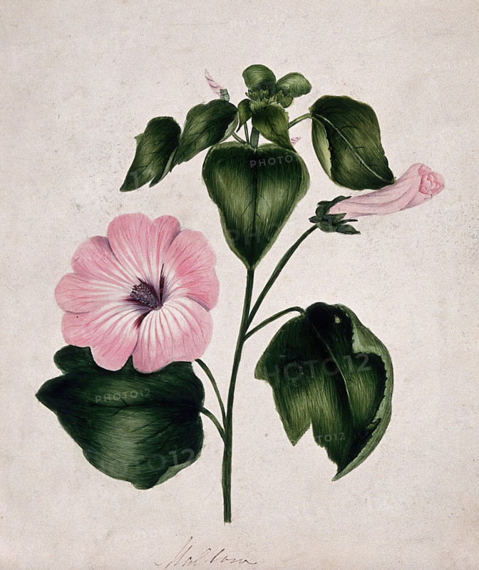 Mallow (Malva species): flowering stem. Creator: Unknown.