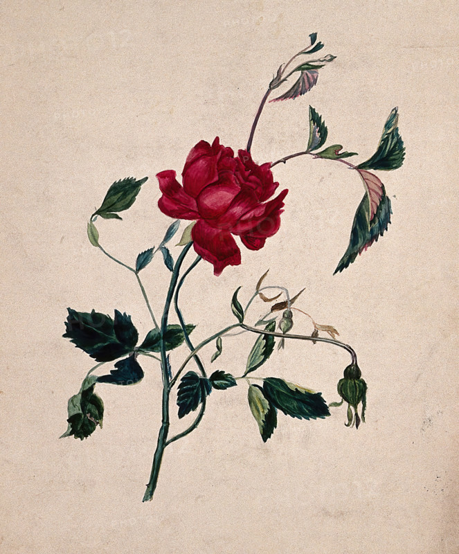 A rose (Rosa species): flowering stem. Creator: Unknown.
