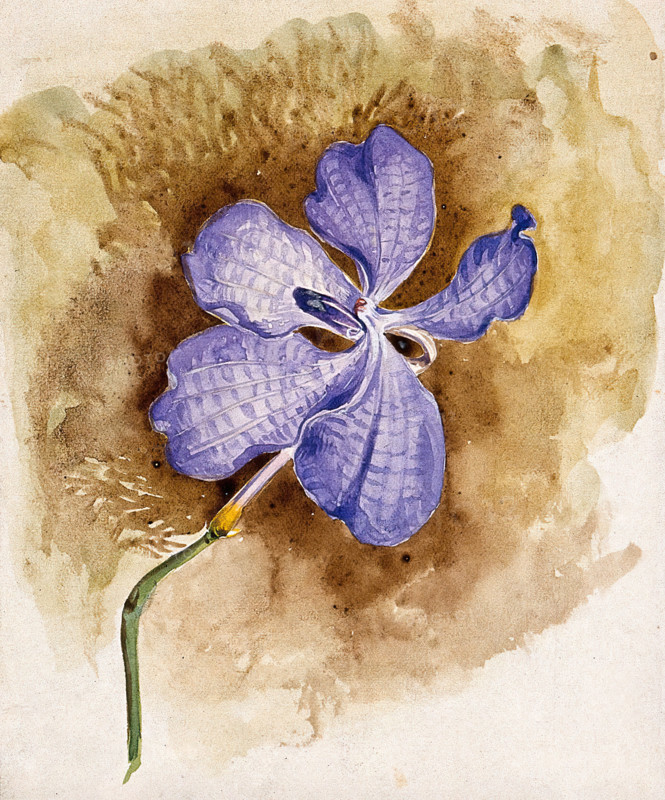 An orchid flower. Creator: Unknown.