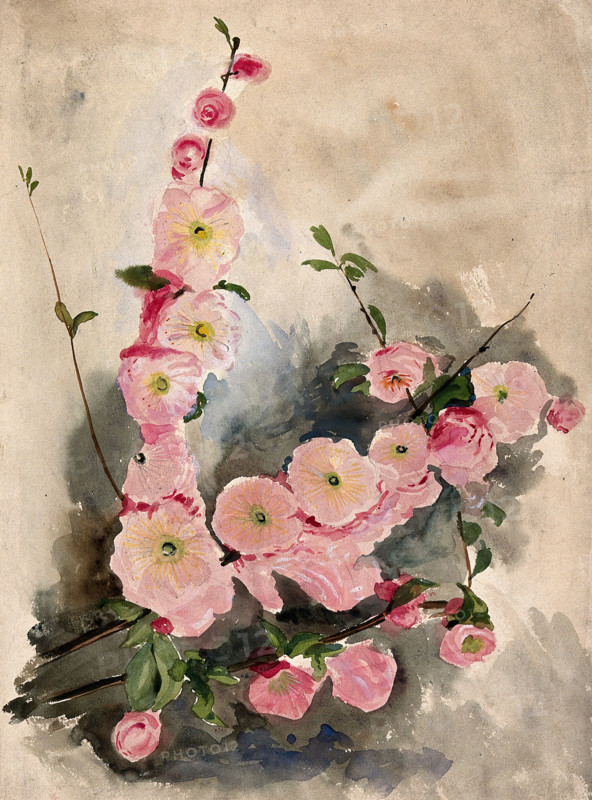 Blossom of an ornamental cherry (Prunus species), c19th century. Creator: Unknown.