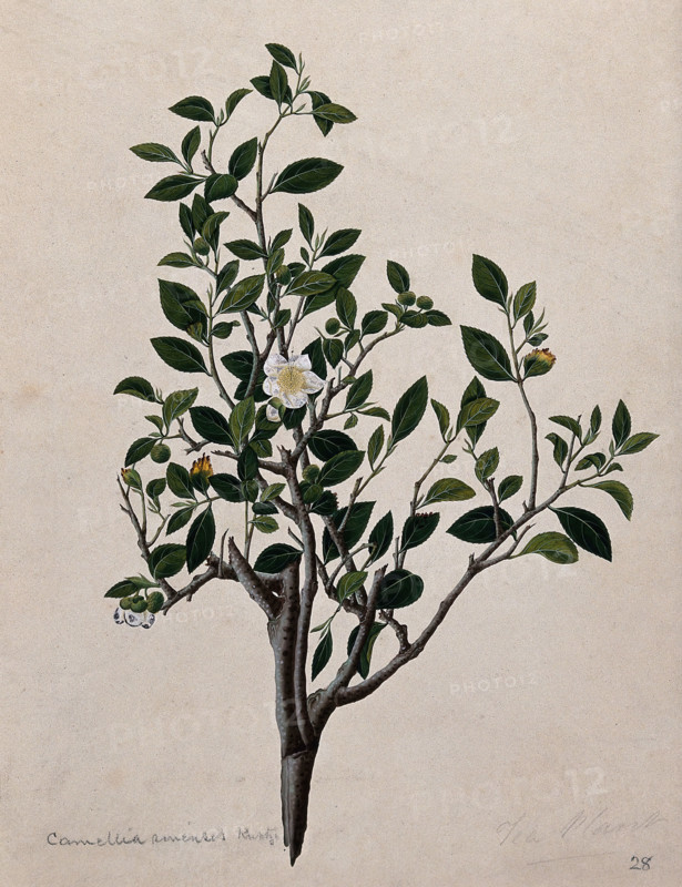 Tea plant (Camellia sinensis): flowering stem. Creator: Unknown.
