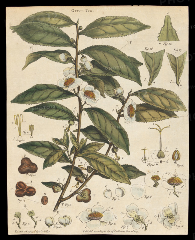 Tea plant (Camellia sinensis): flowering stem. Creator: Unknown.