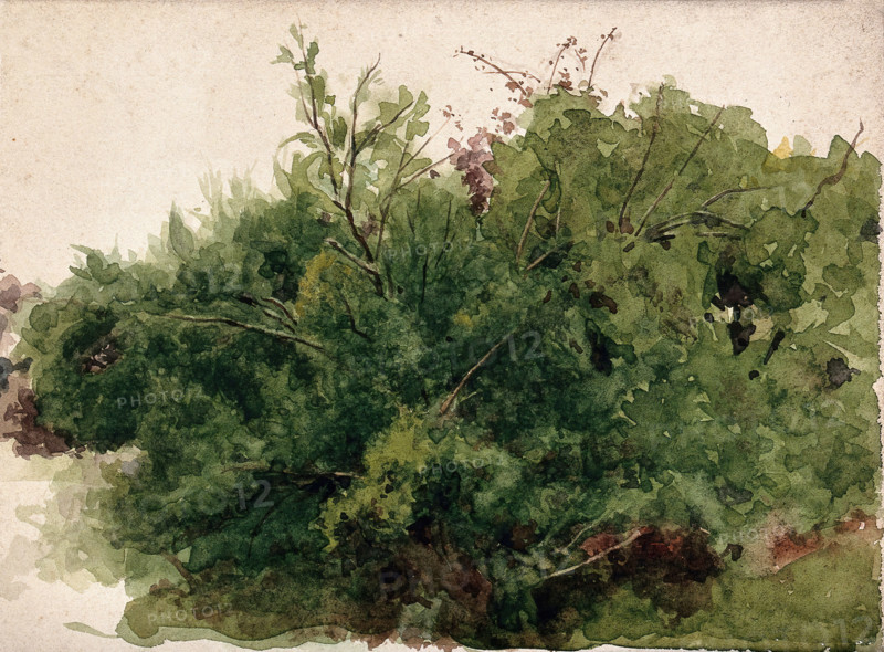 A stand of bushes, c1900s. Creator: Unknown.