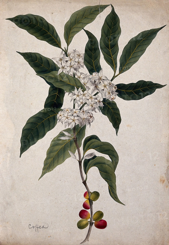 Coffee plant (Coffea arabica): flowering and fruiting stem. Creator: Unknown.