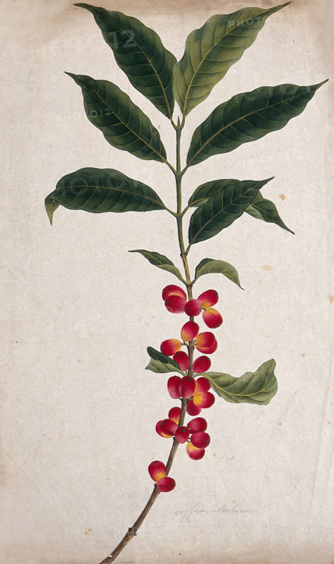 Coffee plant (Coffea arabica): fruiting stem, c1823. Creator: Unknown.