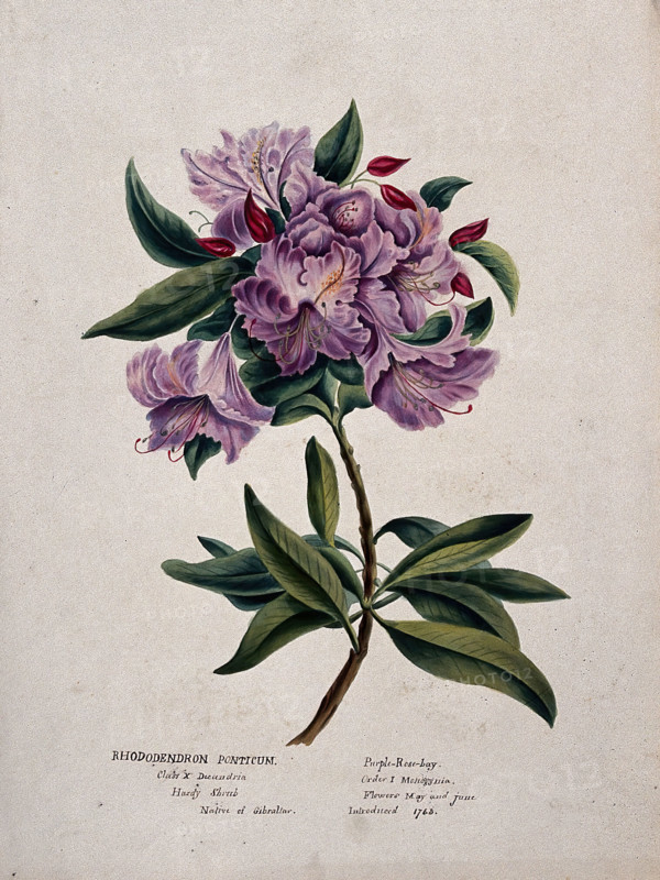Rhododendron (Rhododendron ponticum): flowering stem, (c1850?). Creator: Unknown.