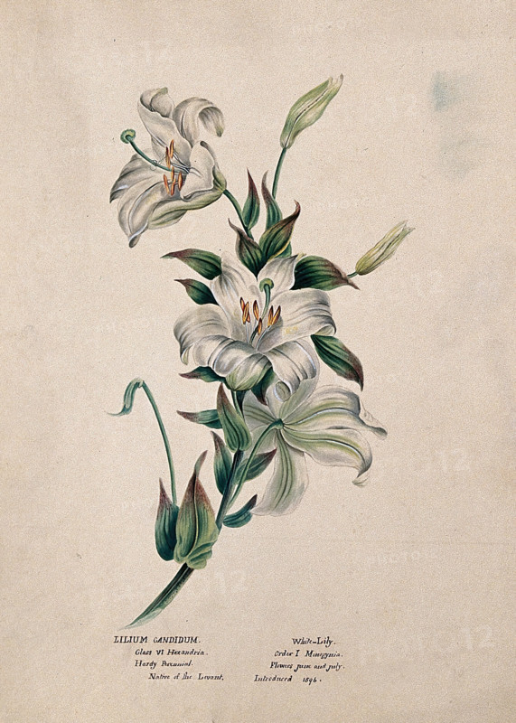 Madonna lily or bourbon lily (Lilium candidum): flowering stem, (c1850?). Creator: Unknown.