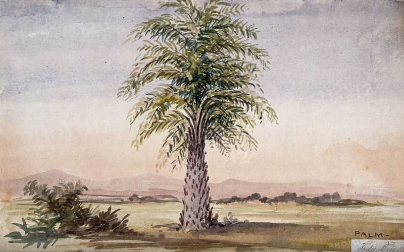 Palm tree (Cocos nucifera?) in arid landscape, 1862. Creator: Unknown.