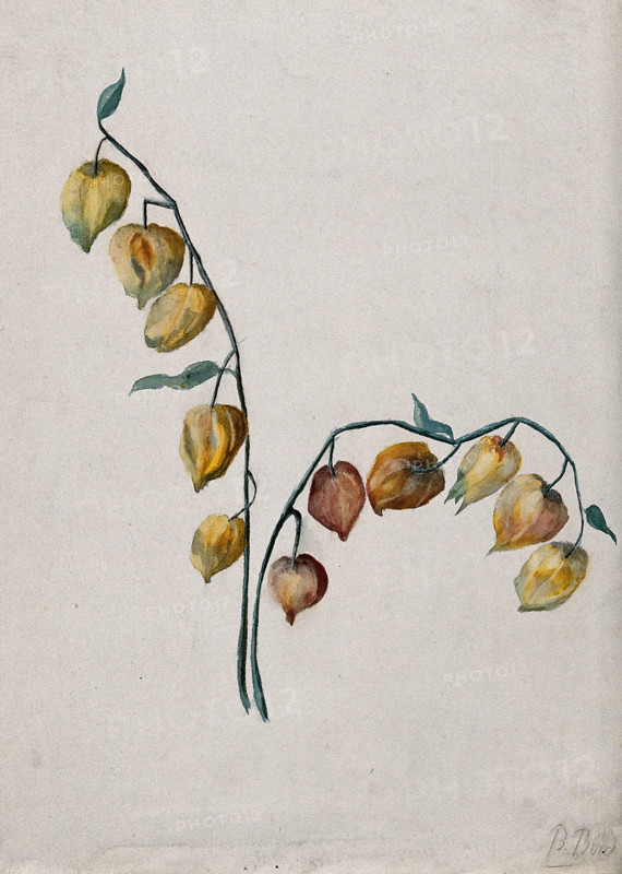 Chinese lantern (Physalis alkekengi): fruiting stem. Creator: Unknown.
