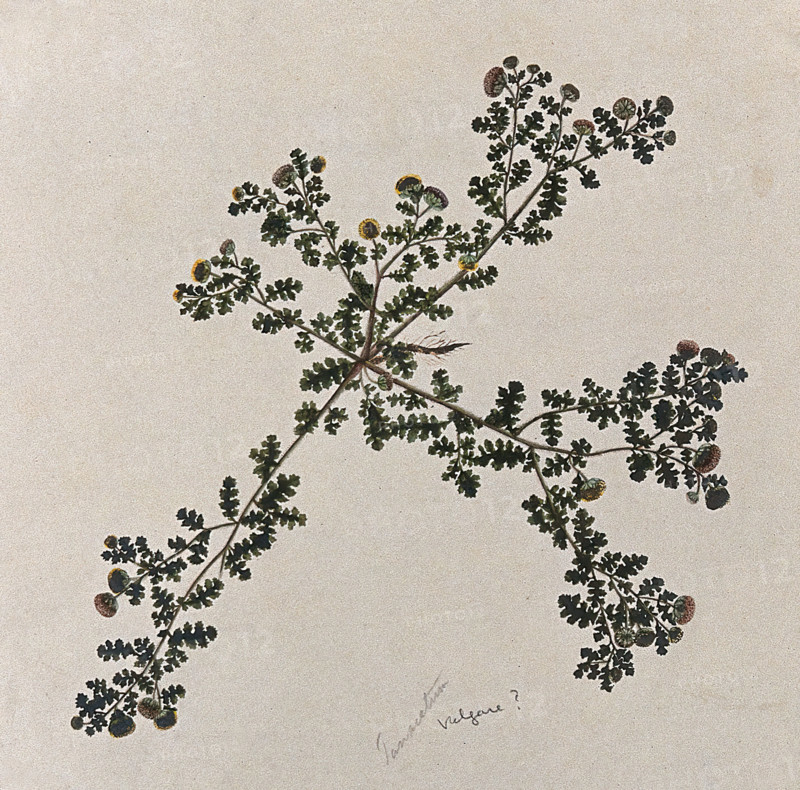 Tansy (Tanacetum vulgare): entire flowering plant. Creator: Unknown.