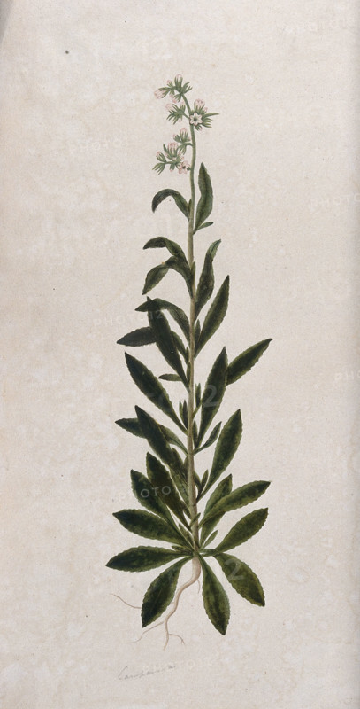 A bellflower (Campanula species): entire flowering plant. Creator: Unknown.