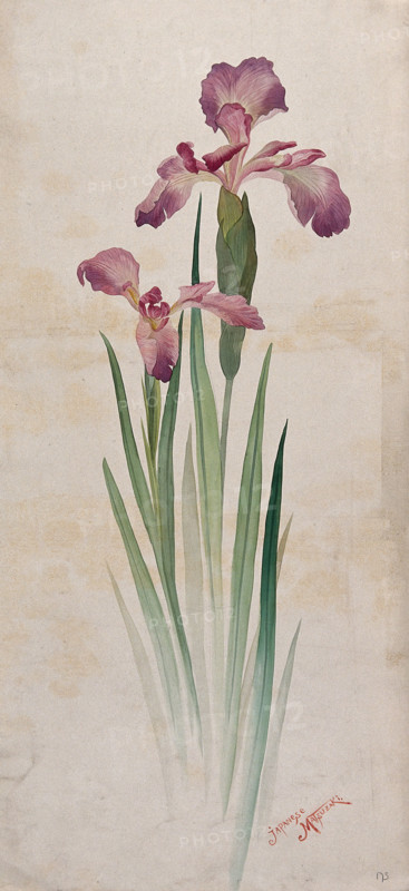 Japanese matsuzaki iris (Iris kaempferi cv): mauve flowers and leaves. Creator: Unknown.