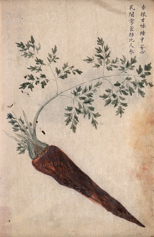 A carrot (Daucus carota): root with leaves. Creator: Unknown.