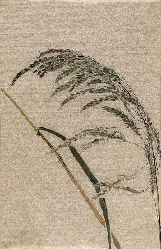 A grass (Panicum species): seed head and stalk, c19th century. Creator: Unknown.