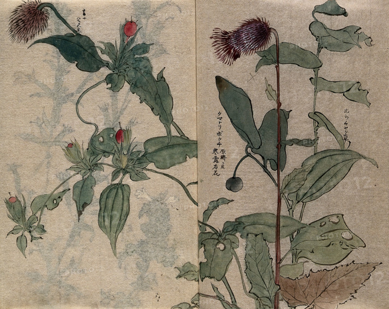 A thistle flower and fruiting plant. Creator: Unknown.