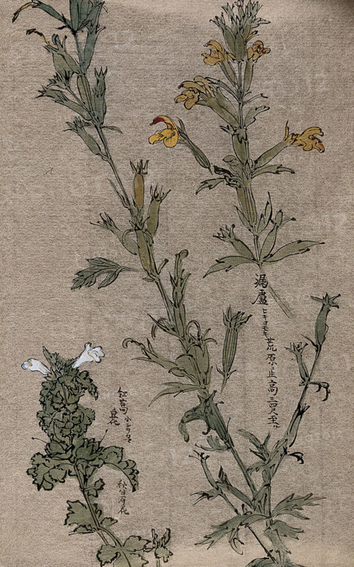 Two plants, possibly louseworts (Pedicularis species): flowering stems. Creator: Unknown.