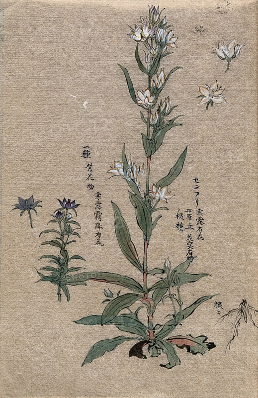 Two flowering plants. Creator: Unknown.