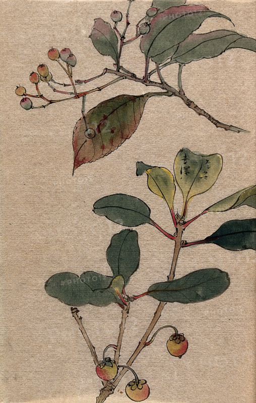 Two fruiting tree branches, possibly a Sorbus and Prunus species. Creator: Unknown.