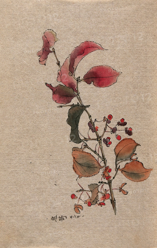 A plant, possibly an Euonymus species: fruiting branch. Creator: Unknown.
