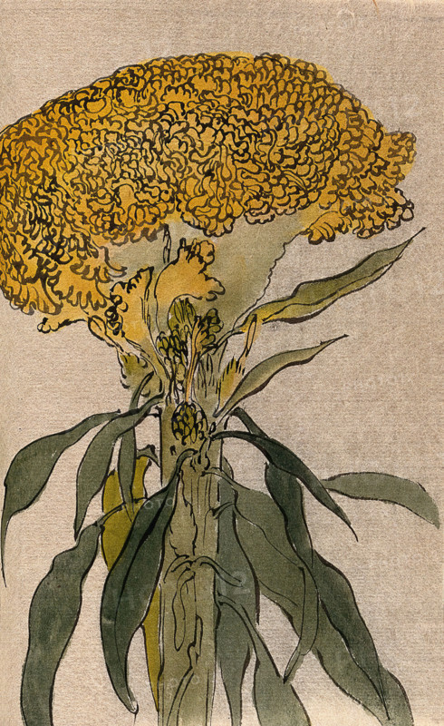A plant of the Polygonaceae family: flowering stem. Creator: Unknown.