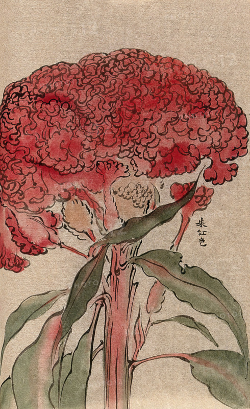 A plant of the Polygonaceae family, possibly a Rumex: flowering stem. Creator: Unknown.