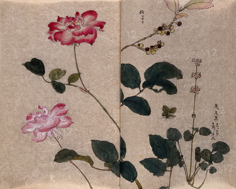 Two flowering roses (Rosa species) and two other unidentified plants. Creator: Unknown.