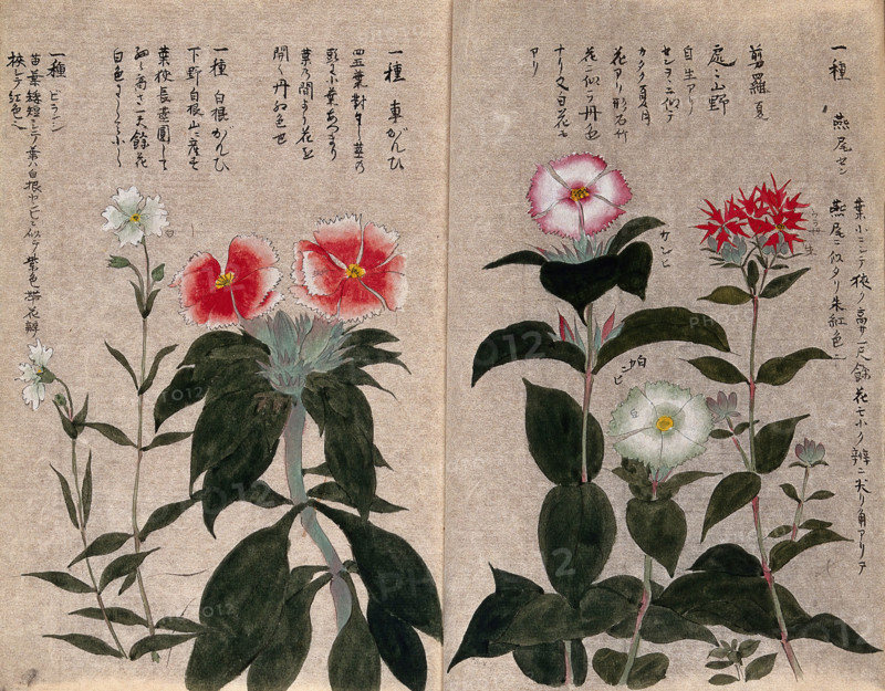 Five plants, possibly pinks (Dianthus species): flowering stems. Creator: Unknown.