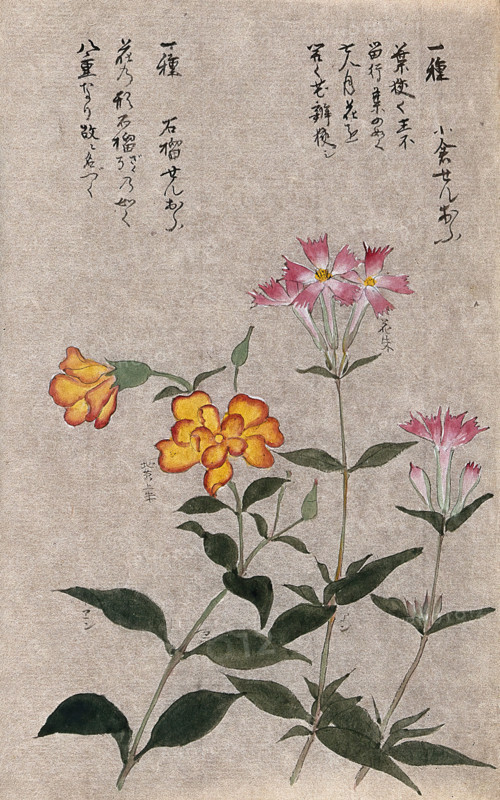 Two plants, one a pink (Dianthus species): flowering stems. Creator: Unknown.