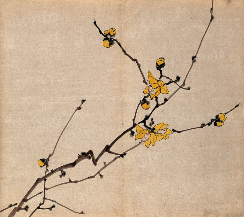A flowering shrub: branch with yellow flowers on old wood. Creator: Unknown.