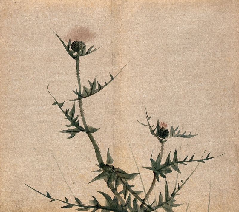 A thistle (Cirsium species): flowering stem. Creator: Unknown.