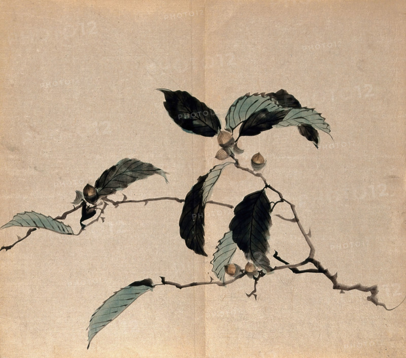 Japanese oak (Quercus mongolica): tree branch with acorns. Creator: Unknown.
