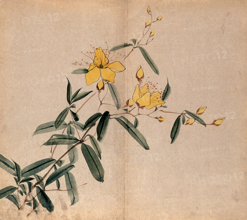 A plant, possibly an Hypericum species: flowering stem. Creator: Unknown.