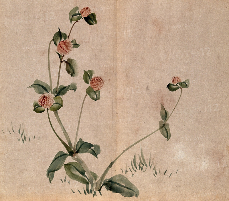A grassland plant, possibly a clover (Trifolium species): flowering stem. Creator: Unknown.