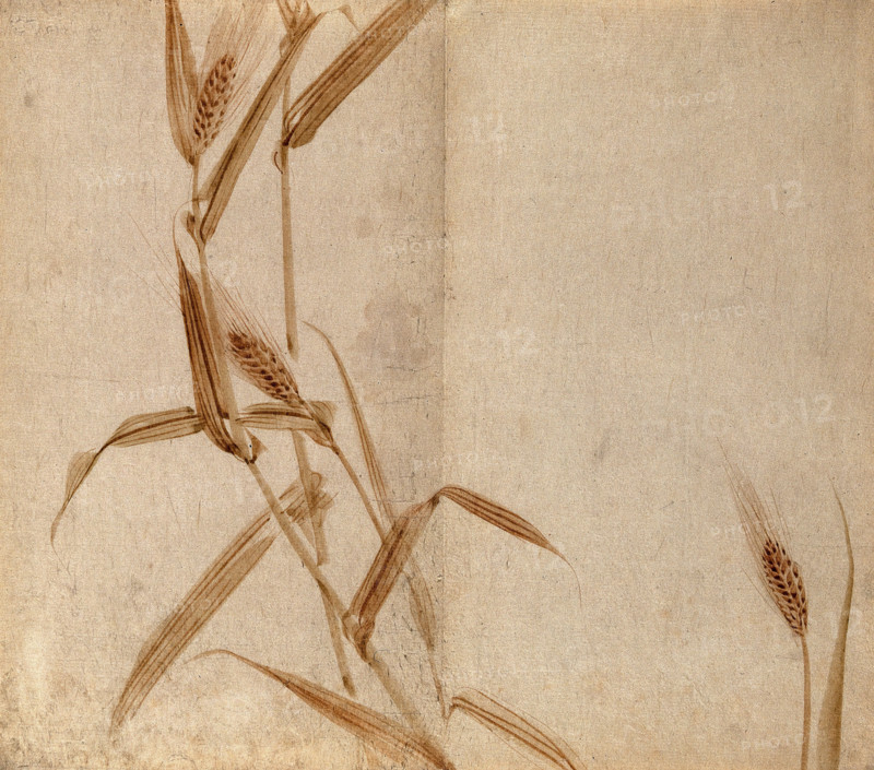 Rye (Secale species): plant stems with seedheads, c19th century. Creator: Unknown.