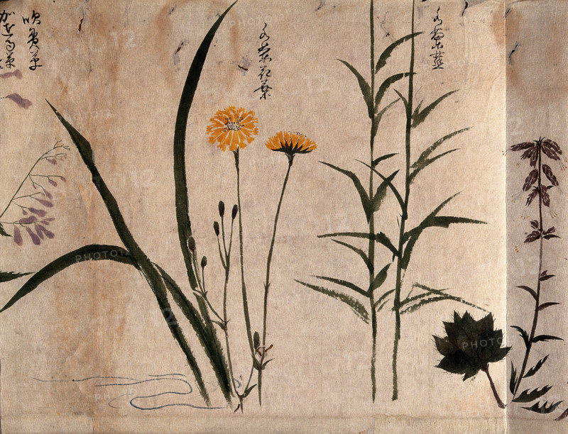 Three flowering plants, one possibly a composite, 1870. Creator: Unknown.
